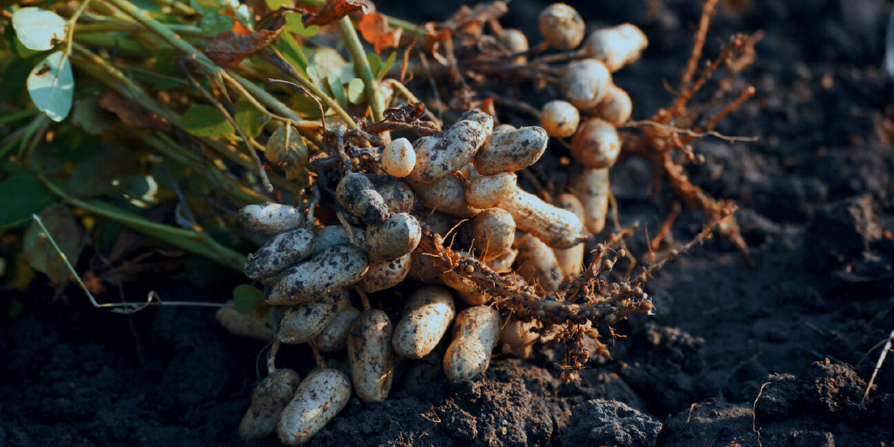A cluster of freshly harvested peanuts, still attached to their roots, lies on dark soil. The peanuts have a rough, earthy appearance, highlighting their natural state as they emerge from the ground.