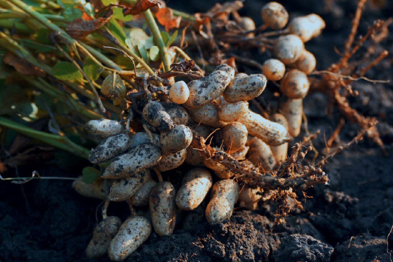 A cluster of freshly harvested peanuts, still attached to their roots, lies on dark soil. The peanuts have a rough, earthy appearance, highlighting their natural state as they emerge from the ground.