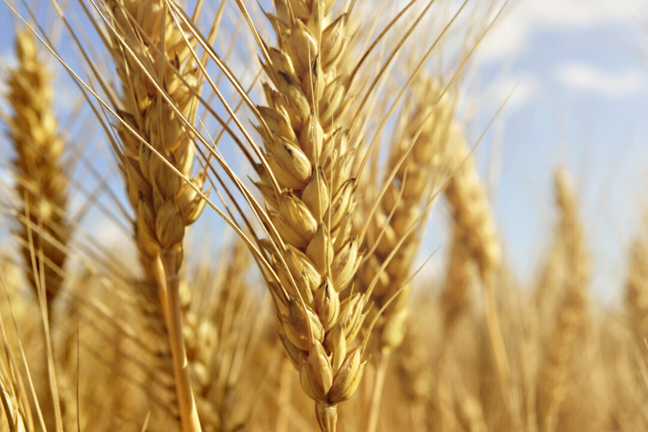 A close-up view of golden wheat stalks swaying gently in a field under a clear blue sky. The focus is on the ripe heads of grain, showcasing their texture and color.