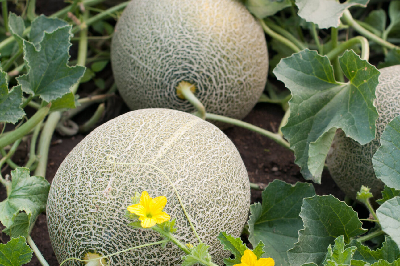 Several ripe melons with textured skin are nestled among vibrant green leaves and a yellow flower. The scene depicts a healthy, thriving melon patch.