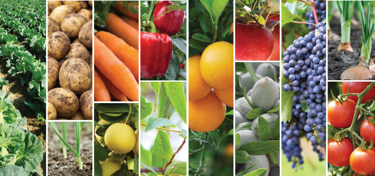 A collage of fresh produce featuring green crops, potatoes, carrots, red peppers, oranges, grapes, plums, and tomatoes, highlighting the variety of fruits and vegetables. The image showcases the richness of agricultural products.
