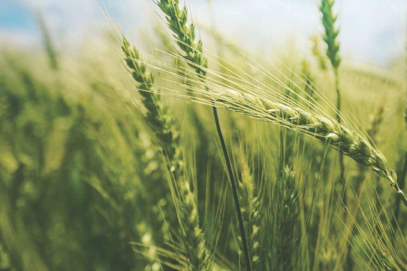 Close-up view of green wheat stalks swaying gently in a field, illustrating the beauty of agricultural growth under a bright sky. The image captures the texture and detail of the wheat, emphasizing its vibrant color and healthy appearance.
