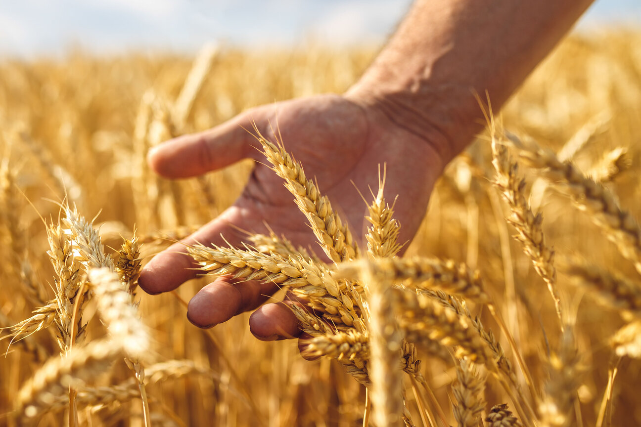 A hand gently touches golden wheat stalks in a sunlit field, symbolizing agriculture and harvest. The warm, vibrant colors convey a sense of growth and abundance.