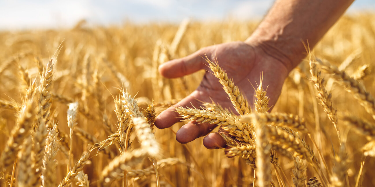 A hand gently touches golden wheat stalks in a sunlit field, symbolizing agriculture and harvest. The warm, vibrant colors convey a sense of growth and abundance.