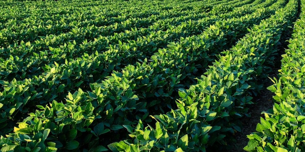 A lush green field of crops stretches into the distance, featuring neatly arranged rows of leafy plants. The vibrant foliage indicates healthy growth, reflecting a bright, sunlit day, conveying a sense of abundance in agricultural productivity.