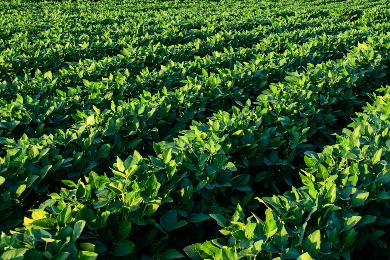 A lush green field of crops stretches into the distance, featuring neatly arranged rows of leafy plants. The vibrant foliage indicates healthy growth, reflecting a bright, sunlit day, conveying a sense of abundance in agricultural productivity.