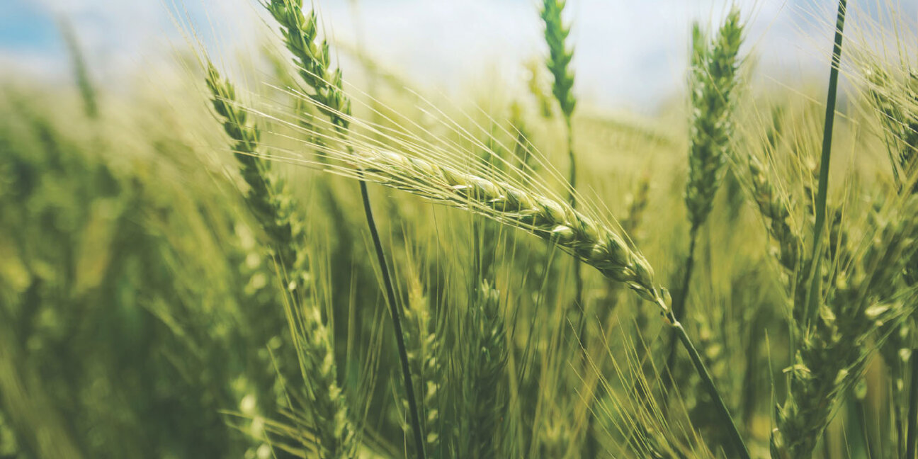 A close-up view of green wheat stalks swaying gently in the breeze, with a bright sky in the background. The focus is on the grain heads, showcasing their texture and vibrant color, conveying a sense of growth and natural beauty.