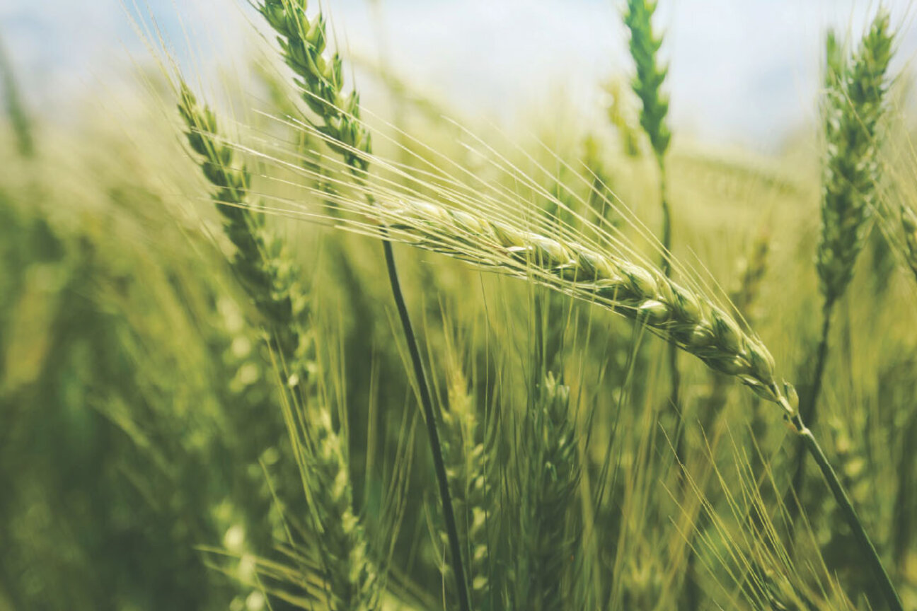 A close-up view of green wheat stalks swaying gently in the breeze, with a bright sky in the background. The focus is on the grain heads, showcasing their texture and vibrant color, conveying a sense of growth and natural beauty.