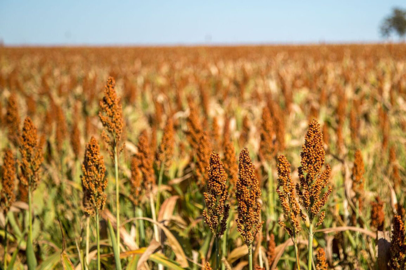 A wide field of golden sorghum plants stands tall under a clear blue sky. The plants showcase clusters of reddish-brown seed heads, with a distant tree visible on the horizon, creating a serene agricultural landscape.