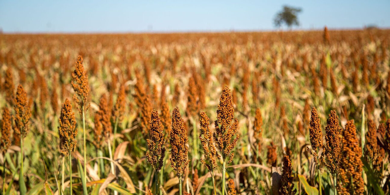 A wide field of golden sorghum plants stands tall under a clear blue sky. The plants showcase clusters of reddish-brown seed heads, with a distant tree visible on the horizon, creating a serene agricultural landscape.