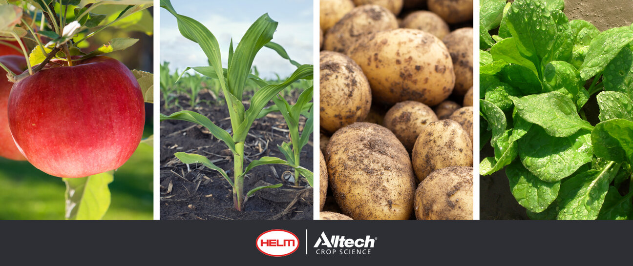 A collage showcasing four types of crops: a bright red apple on a tree, a young corn plant in soil, a cluster of brown potatoes, and fresh green spinach leaves. The bottom features logos for HELM and Alltech Crop Science.
