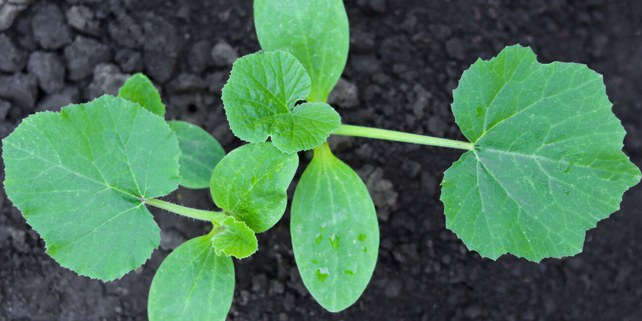 A close-up view of a young plant with broad, green leaves, growing in dark soil. The leaves are slightly glossy and water droplets are visible on some surfaces, indicating recent watering or rain. The background is primarily dark, highlighting the vibrant green of the leaves.