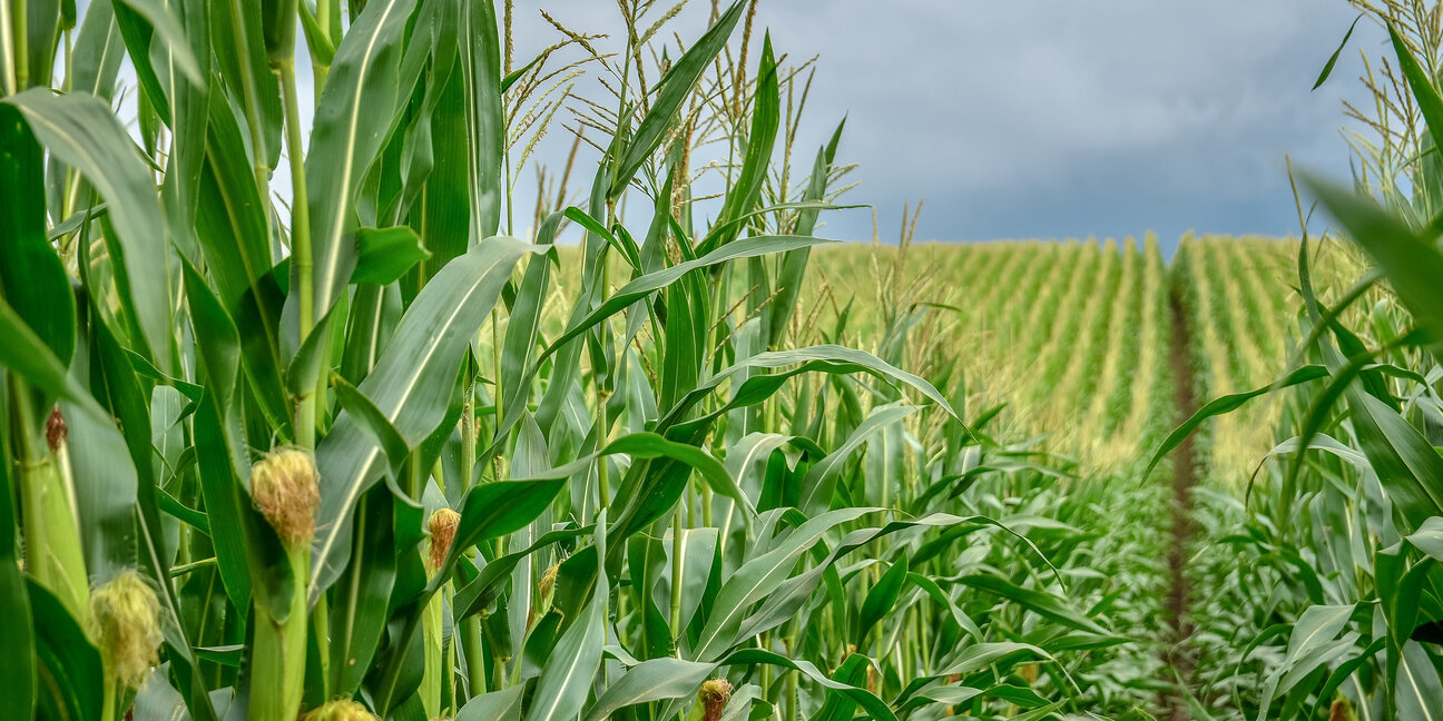 A lush cornfield stretches into the distance under a cloudy sky. Tall stalks of corn line a pathway, with ears visible along the sides, indicating a healthy crop ready for harvest. Rows of corn create a sense of depth and abundance throughout the field.