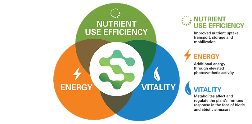 A Venn diagram depicts three overlapping circles labeled "Energy," "Vitality," and "Nutrient Use Efficiency." In the center, where all circles intersect, the diagram highlights the synergy between these concepts, emphasizing their interconnection and importance in optimizing health and performance.