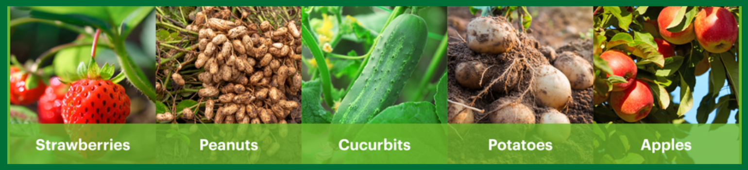 The image showcases several types of produce arranged in a row: fresh strawberries, peanuts partially dug from the ground, cucumbers on vines, potatoes, and apples on a tree. Each type of produce is labeled below, highlighting a variety of fruits and vegetables.