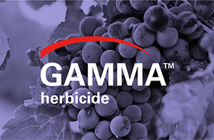 Image of grape clusters with the text "GAMMA™ herbicide" prominently displayed. The design emphasizes the product name and its purpose in agriculture, focusing on herbicide usage for effective crop management.